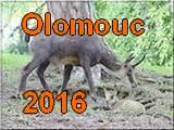 Olomouc 2016